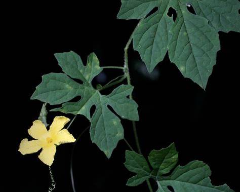 Cerasee: Benefits and The Body Systems it affects