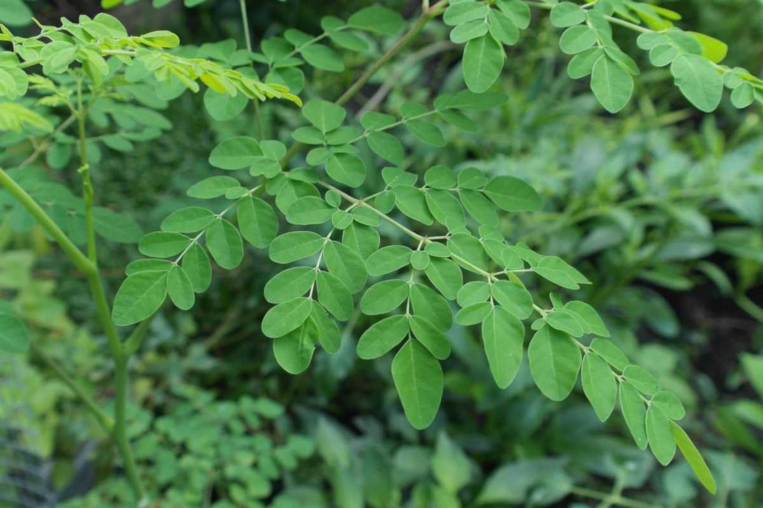 Moringa: The Seed, The Leaf and the Bark